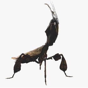 Ghost Mantis Rigged 3D